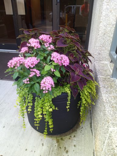 seasonal flowers