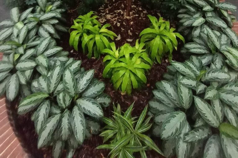beautiful plant designs